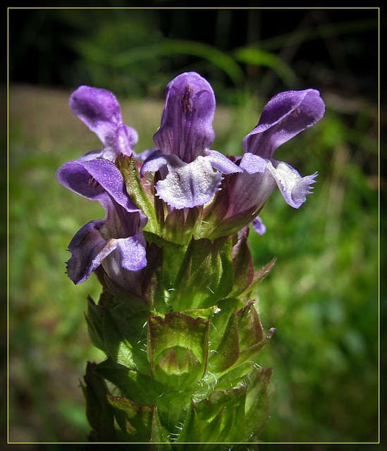 Tiny Purple Jewels