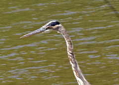 Great Blue Heron Portrait