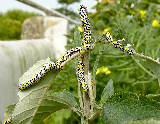 Patio Life: Mullein Free-for-all