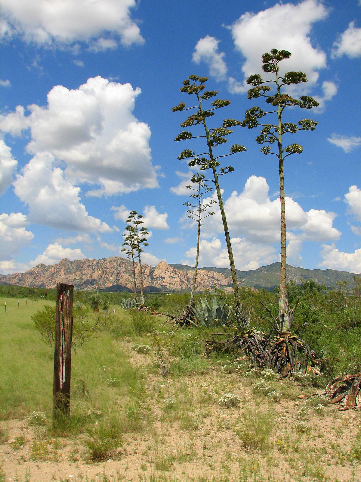 Century Plants