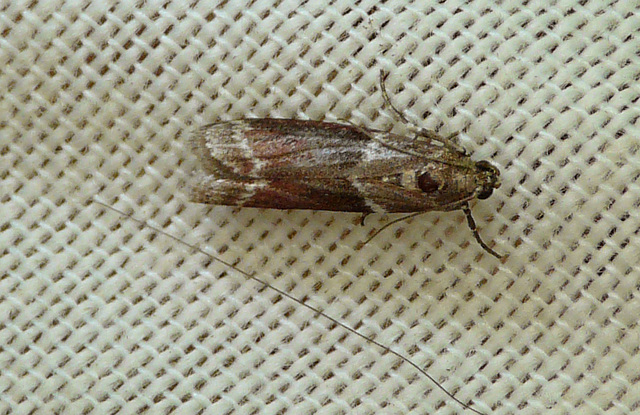 Cryptoblabes bistriga