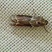 Cryptoblabes bistriga