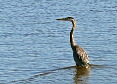 Great blue heron