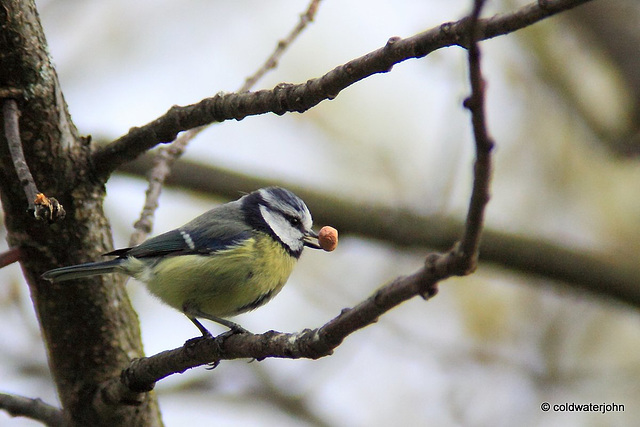 Peanut feeders attract more than just little birds!