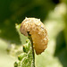 Patio Life: Hoverfly Larva