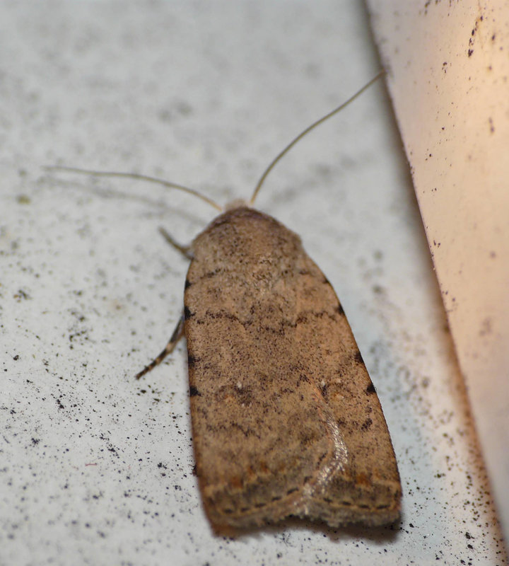 Pale Mottled Willow