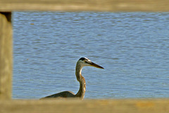 Great blue heron framed