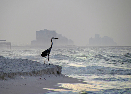 Heron at Dawn