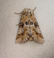 Dusky Sallow