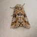 Dusky Sallow