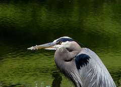 Great Blue Heron Portrait