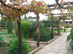 Vine-covered Pergola