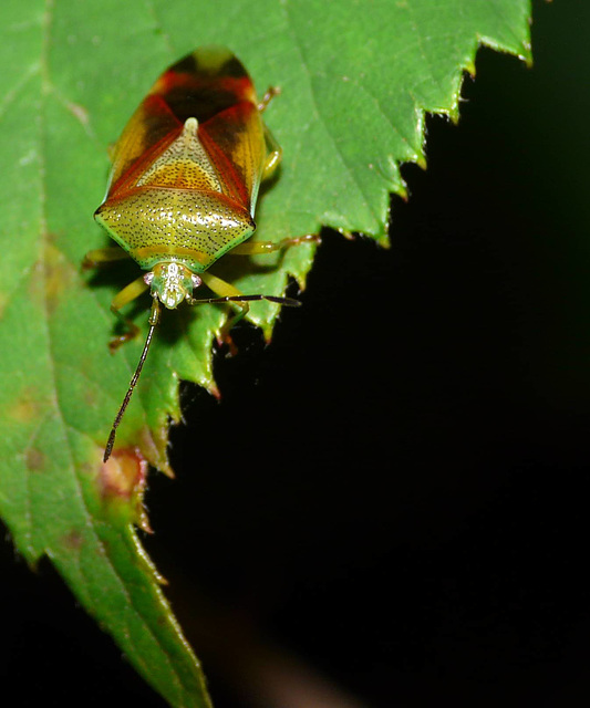 Hawthorn Shieldbug