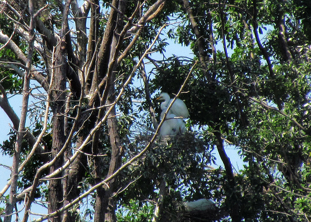 Young Egrets on Nest