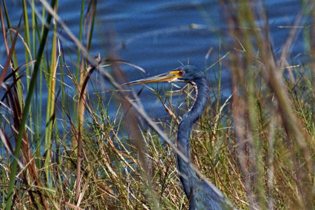 Tricolored Heron