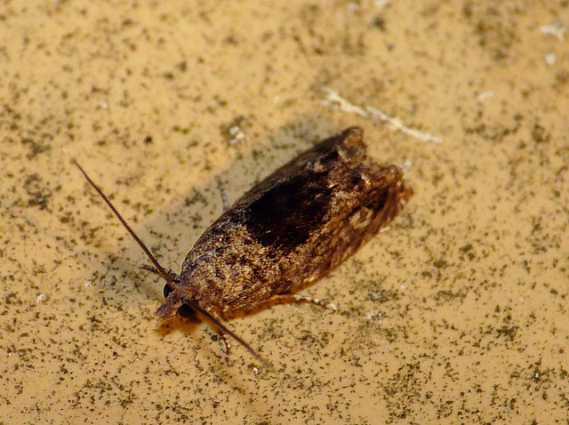 Epinotia Nisella