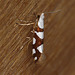 Argyresthia brockeella