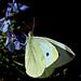 Cabbage Butterfly