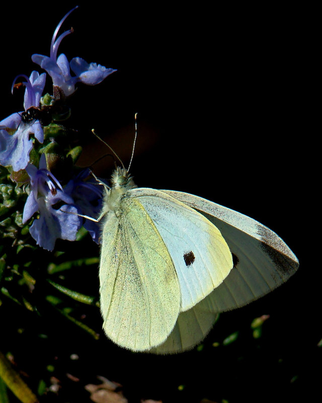 Cabbage Butterfly