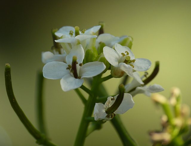 Patio Life: Garlic Mustard