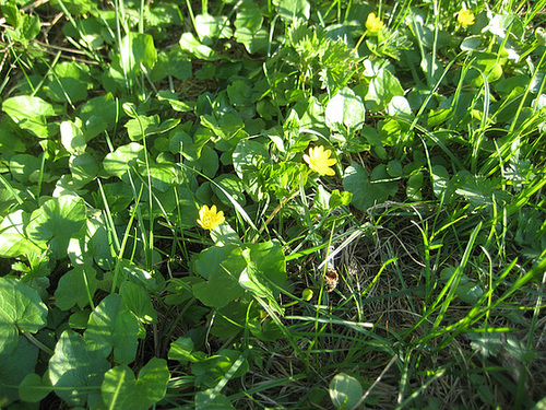 Scharbockskraut (Ficaria verna, Syn.: Ranunculus ficaria L.)