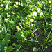 Scharbockskraut (Ficaria verna, Syn.: Ranunculus ficaria L.)