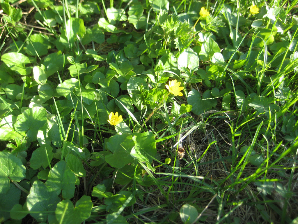 Scharbockskraut (Ficaria verna, Syn.: Ranunculus ficaria L.)