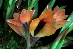 Dendrobium vexillarius