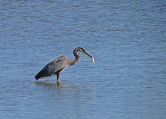 Great Blue Heron with Fish