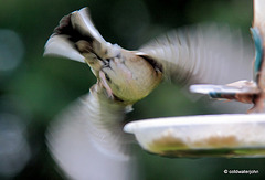 Siskins at breakfast this morning
