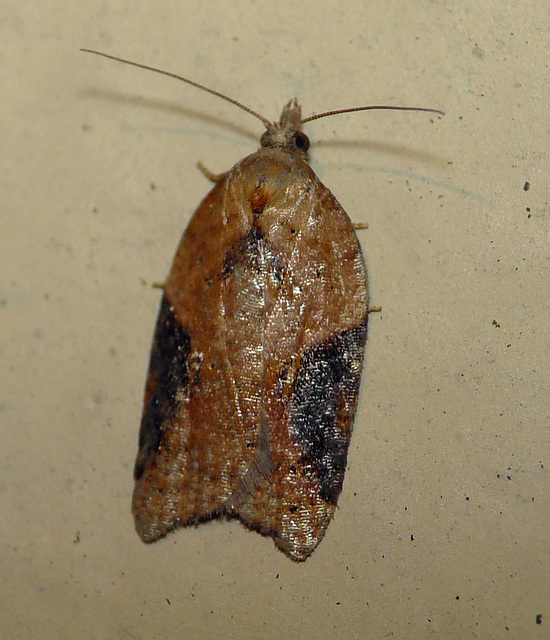 Acleris Laterana 1