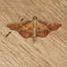 Endotricha flammealis Moth