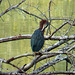 Green Heron