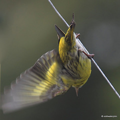 Siskins at breakfast this morning