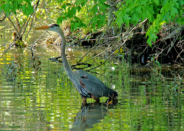 Great blue heron