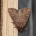 Lesser/Common Rustic