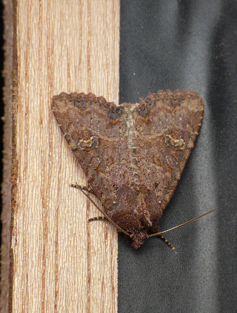 Lesser/Common Rustic