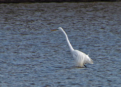 Great Egret