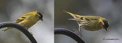 Siskins at breakfast this morning
