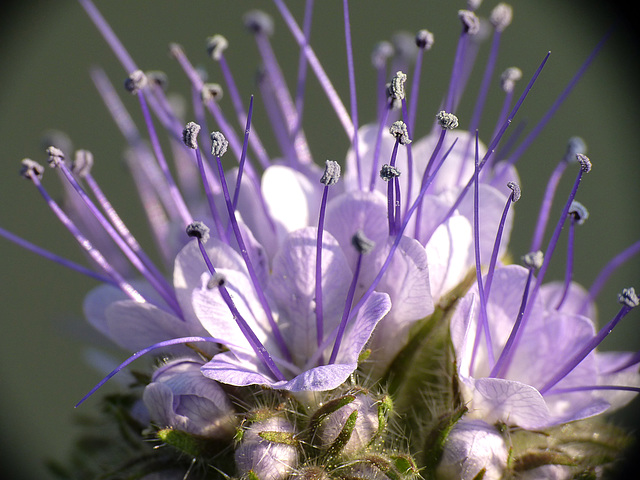 Patio Life: Lacy phacelia