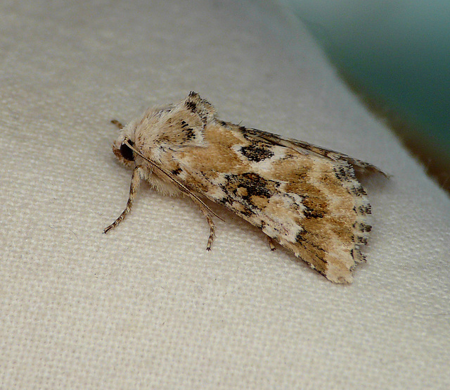 Dusky Sallow