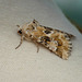 Dusky Sallow