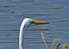 Great Egret