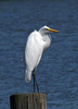 Great Egret