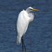 Great Egret