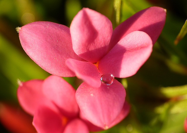 Patio Life: Tiny Lilies