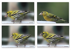 Siskins at breakfast this morning