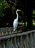 Great Egret