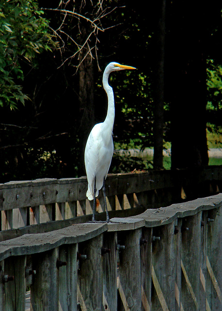 Great Egret