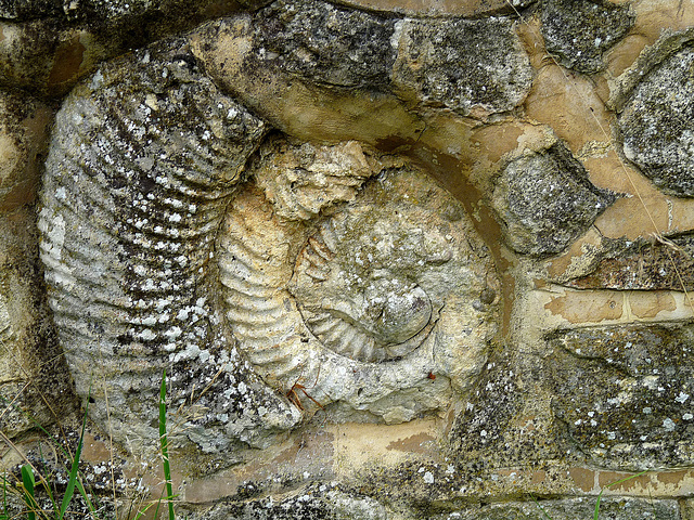 Fossil Wall